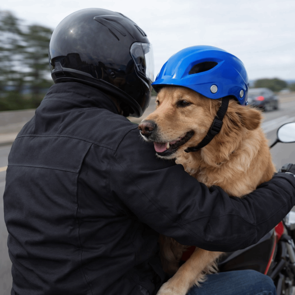 Casco per Cani Regolabile, Tin - Motorcycle Gear For Dogs recensione e prezzo